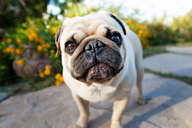 Собака отчаянным криком показала, 'как сложно жить' и стала звездой сети