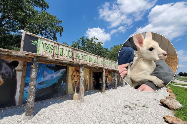 В США родился белый кенгуру с редчайшим заболеванием. Фото и видео