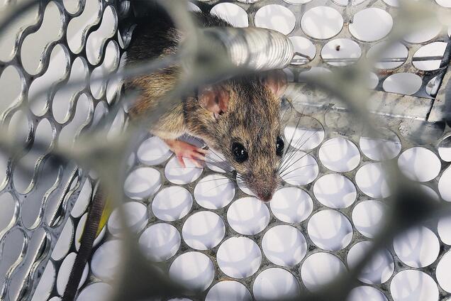 На Львовщине зафиксировали хантавирус