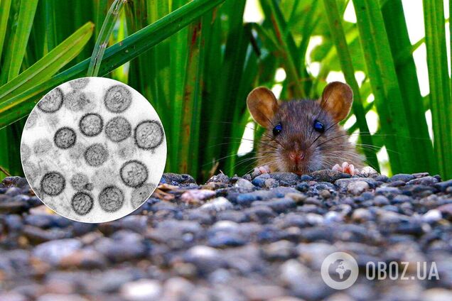 Хантавирус