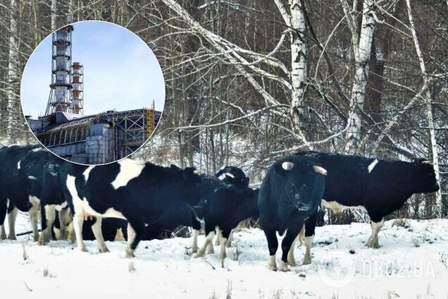 пристосувалися до самостійного життя