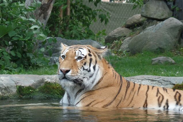 Тигриця була однією з трьох інфікованих тварин (ілюстрація)