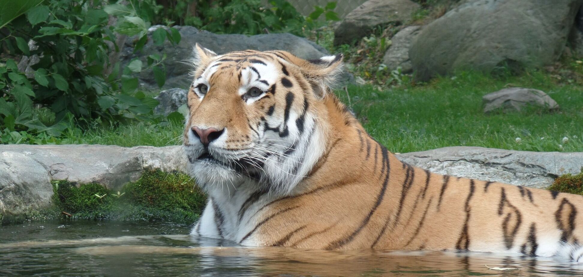 Тигрица была одним из трех инфицированных животных (иллюстрация)