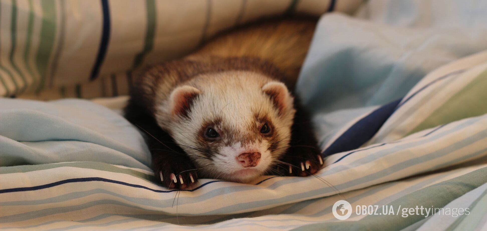 Тхір вижив після прання в машинці
