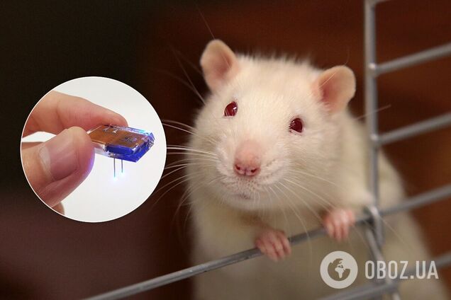 Технология может усовершенствовать проведение опытов на животных