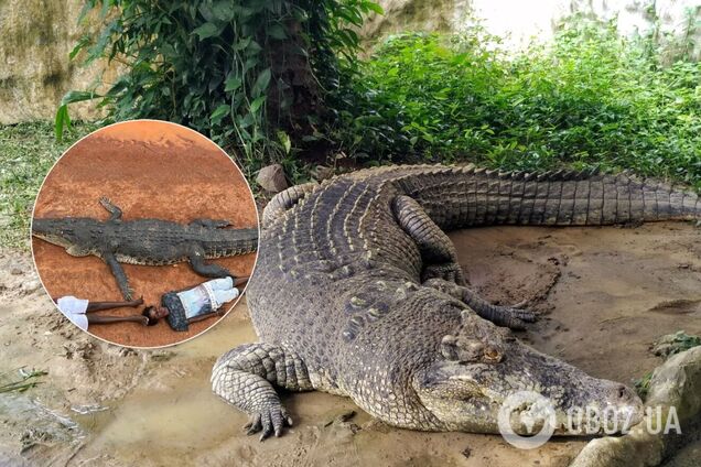 Трое детей уместились вдоль одного огромного крокодила. Фото
