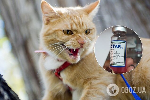 В Киеве в этом году уже фиксировали случаи бешенства у животных
