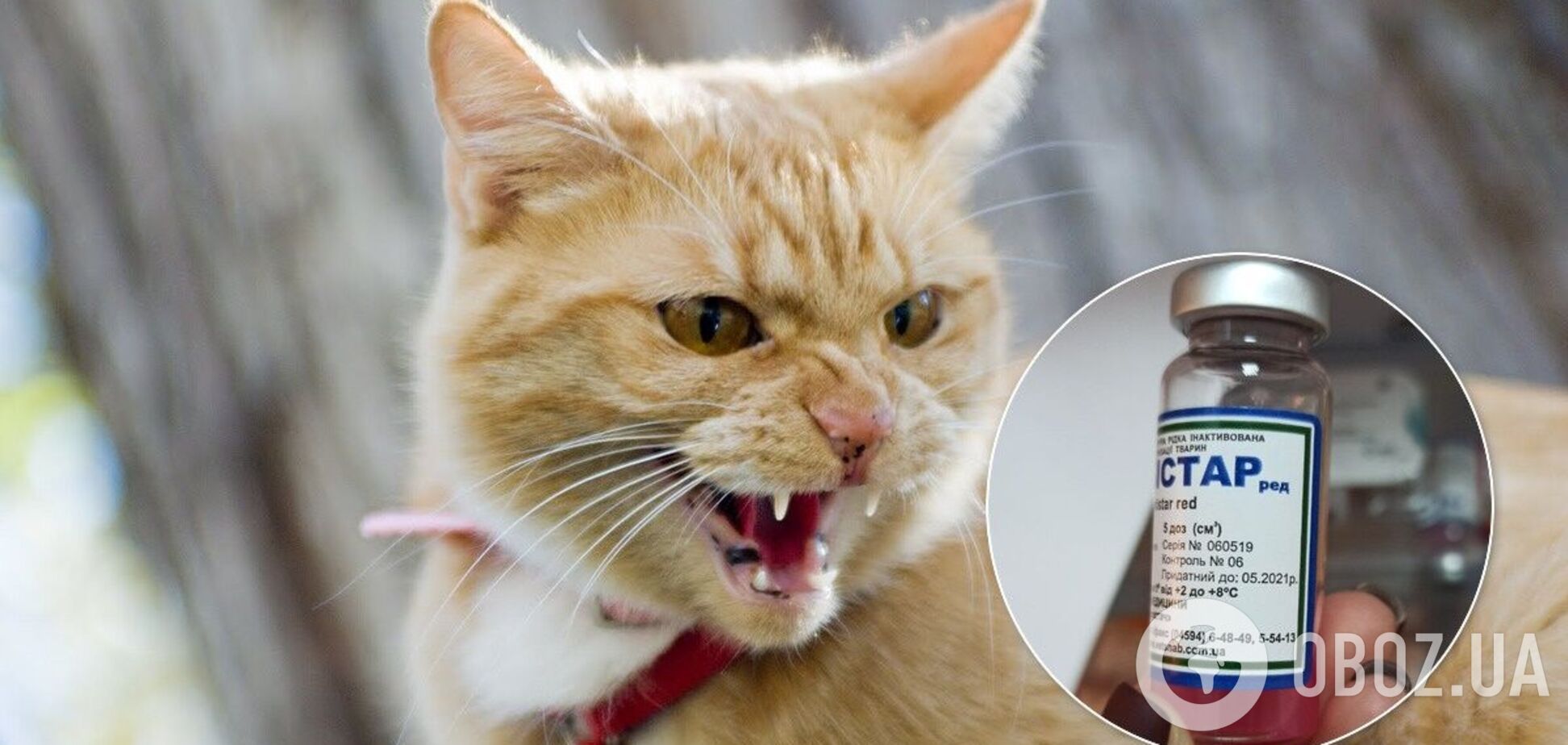 У Києві цього року вже фіксували випадки сказу в тварин