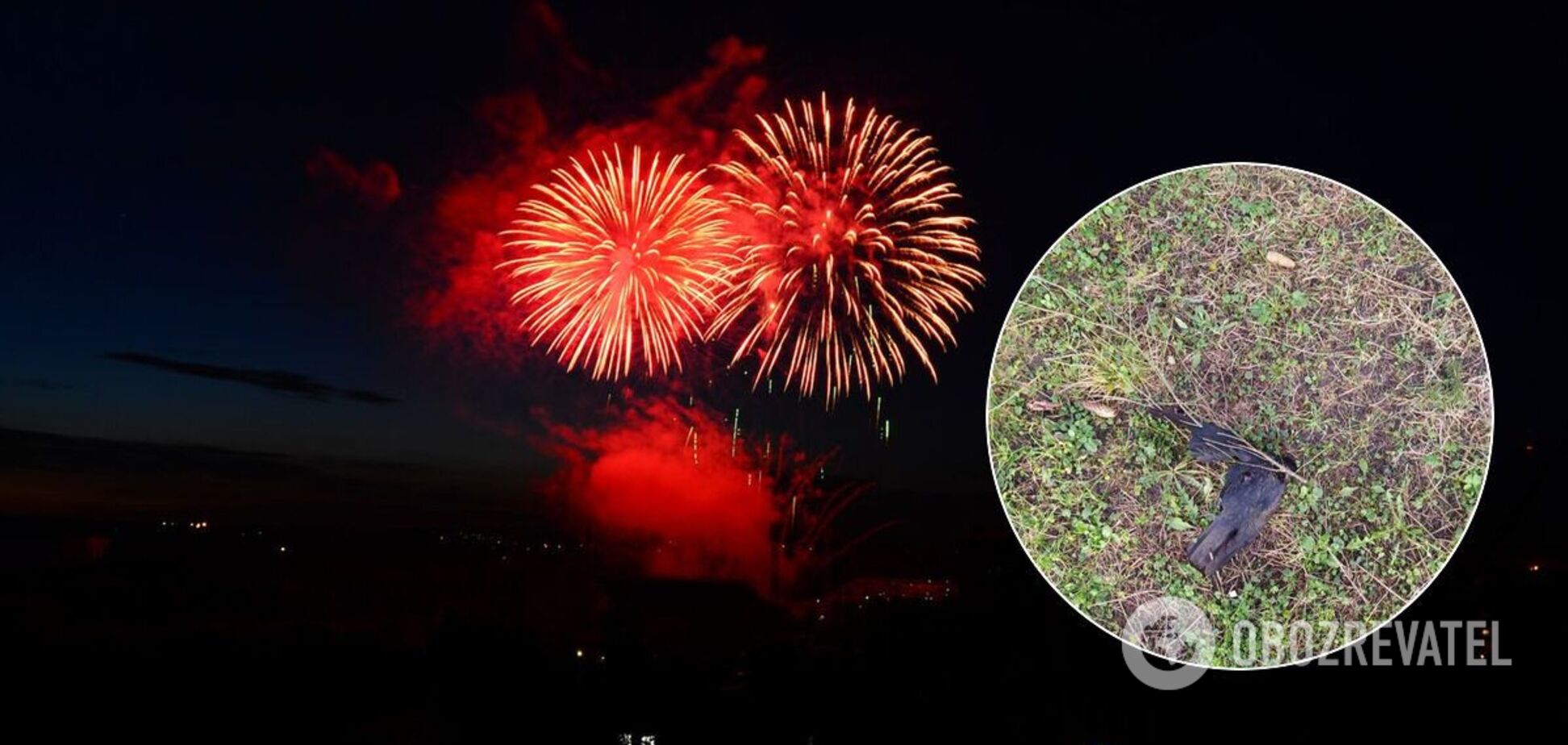 На Ривненщине показали погибших из-за новогодних фейерверков птиц. Фото и видео
