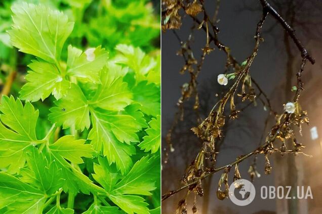 В Україні під Новий рік зацвіли сакури і виросли проліски з петрушкою. Фото