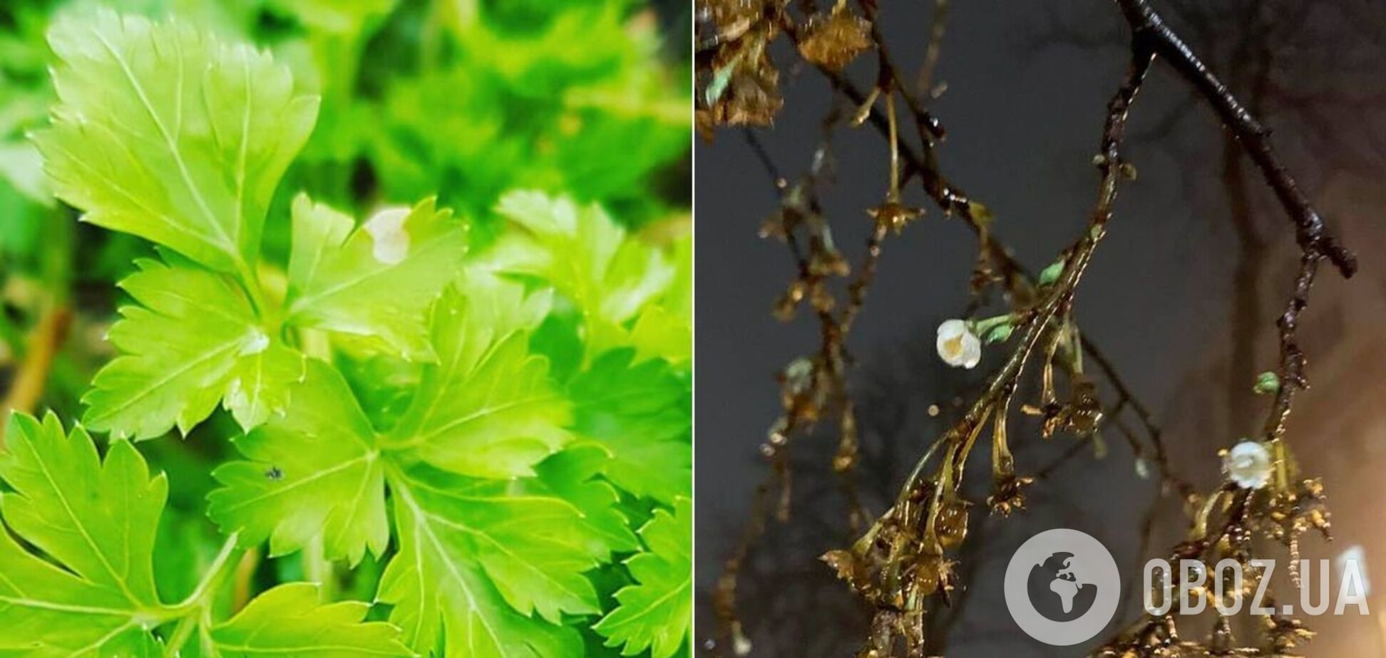 В Україні під Новий рік зацвіли сакури і виросли проліски з петрушкою. Фото