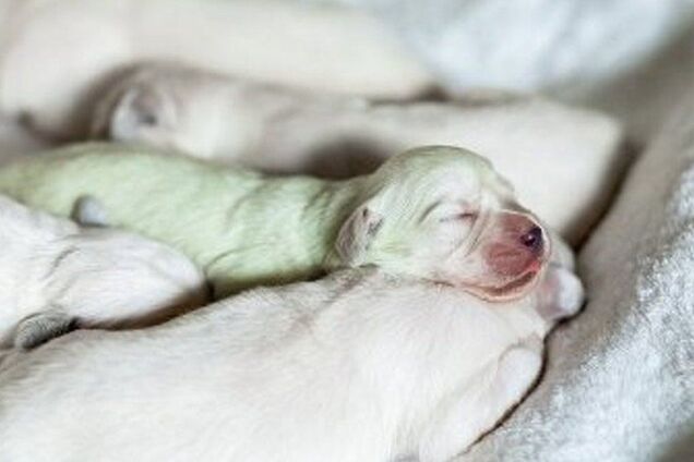 Щенка назвали Гринчем