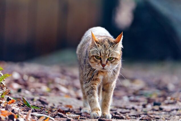 В Киеве выявили случай бешенства