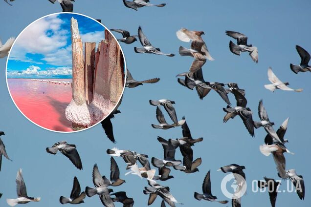 В Крыму возле озера Сиваш загадочно погибли тысячи птиц: названа возможна причина
