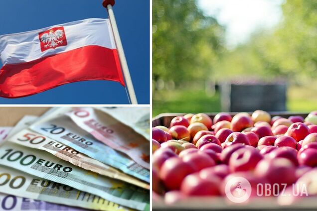 Сбор яблок в Польше оказался под угрозой из-за дефицита заробитчан