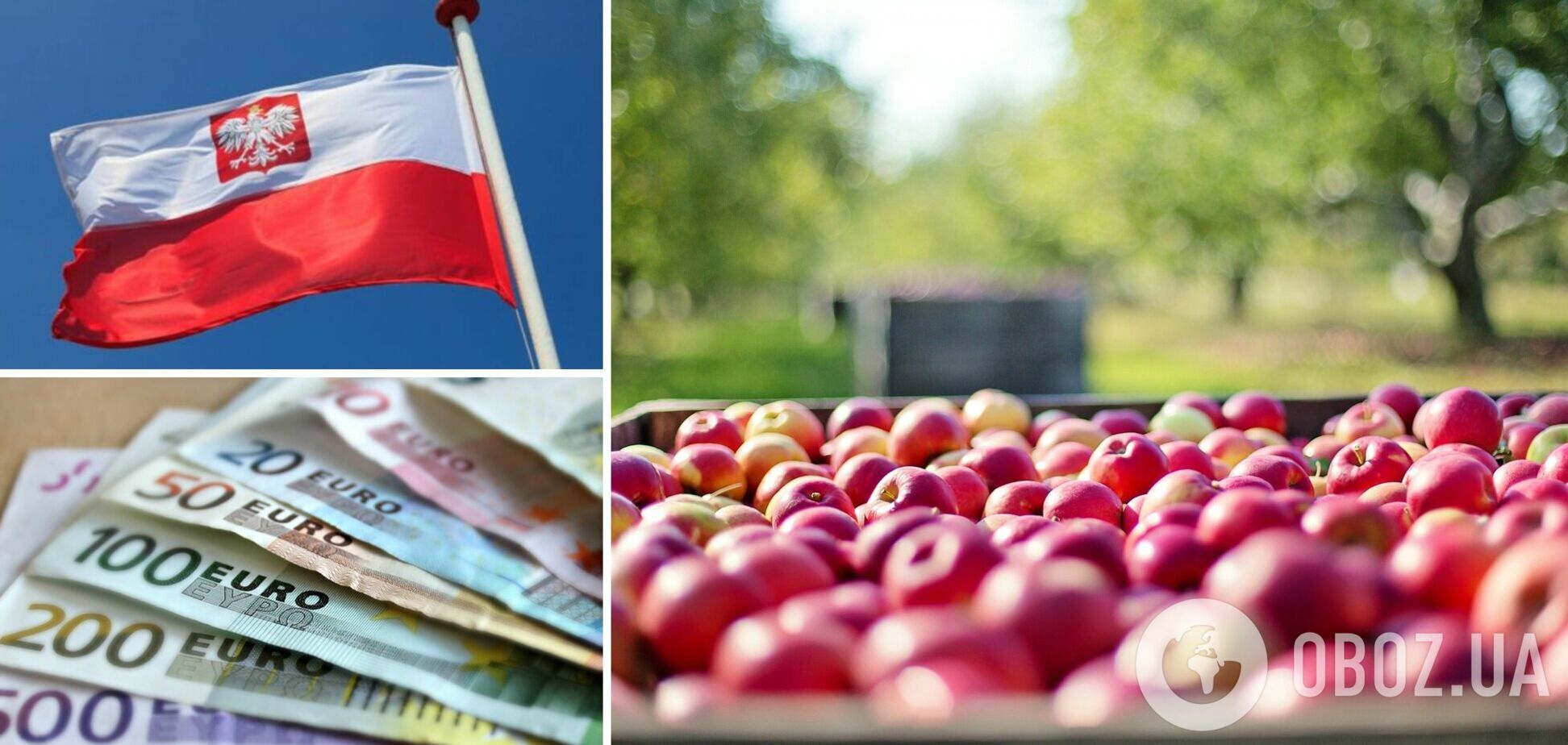 Сбор яблок в Польше оказался под угрозой из-за дефицита заробитчан 