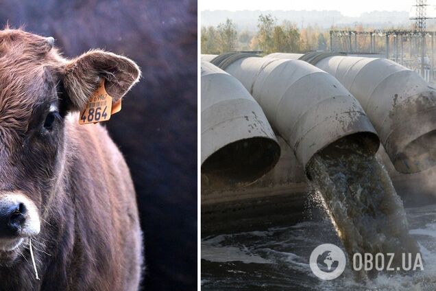 В Британии десятки тысяч литров молока выливают в канализацию