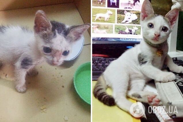 Котик нашел новый дом