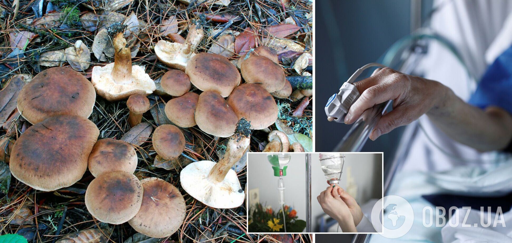На Харківщині жінка померла після отруєння грибами: медики попередили про небезпеку