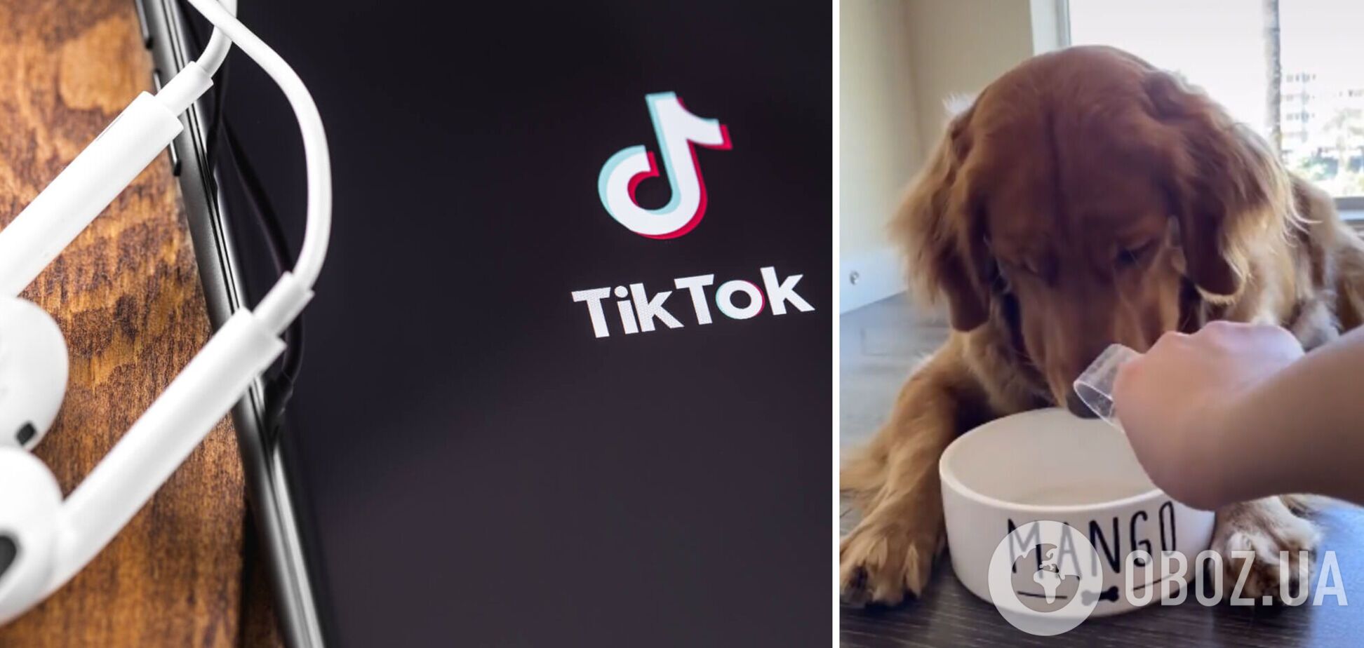 Відео TikTok з собачкою зібрало понад півмільйона переглядів