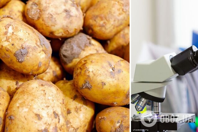 На Волині у картоплі виявили рак: що це таке і чи можна вживати заражені овочі