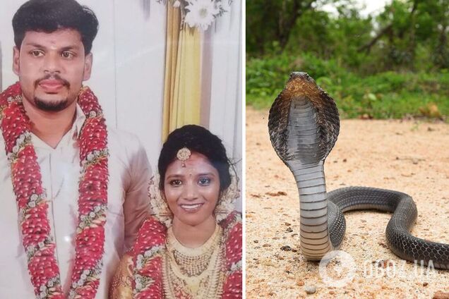 Підкинув у ліжко: в Індії чоловік отримав подвійне довічне за вбивство дружини коброю