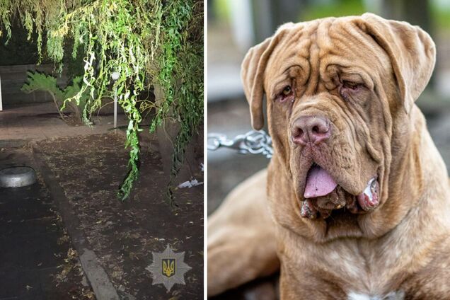 У Харкові бійцівські собаки загризли 81-річну матір власниці. Фото