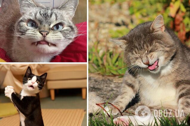 Любимцы насмешили сеть