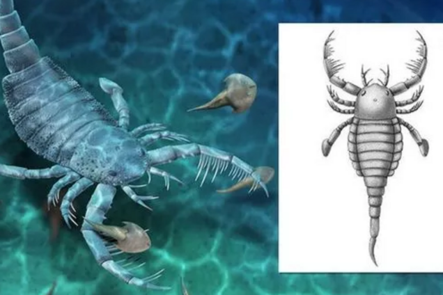 Археологи нашли останки морского скорпиона, жившего 435 млн лет назад: был размером с собаку. Фото