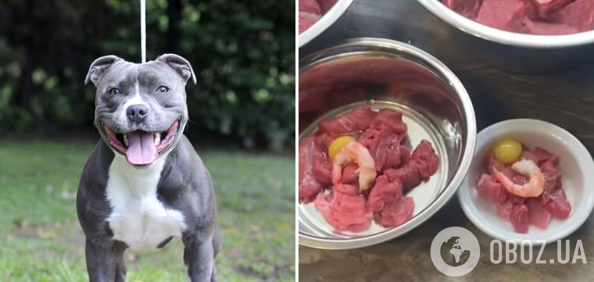 В России обругали блогера, которая кормит собак говядиной: это могут увидеть пенсионеры. Фото и видео