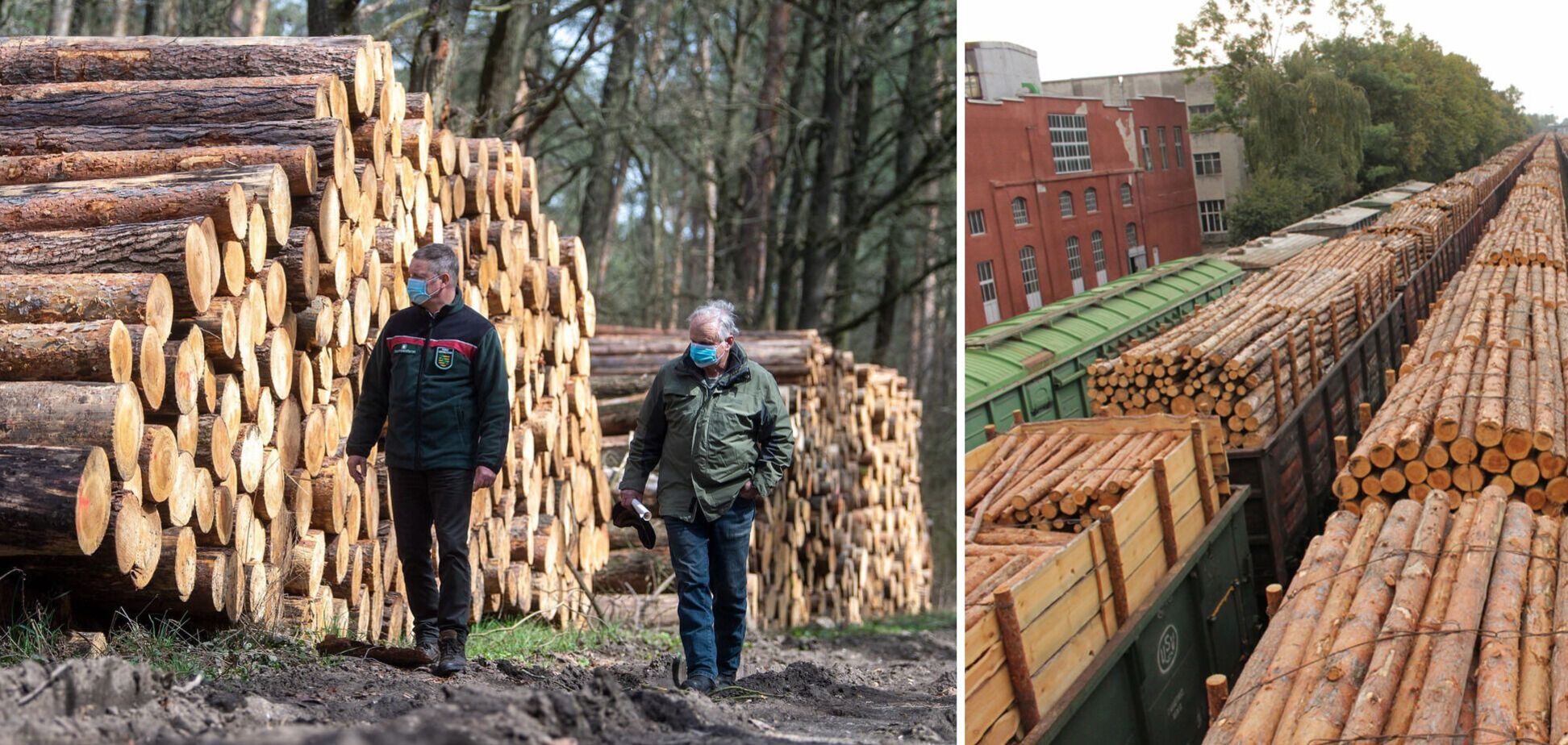 Мораторий на экспорт древесины следует сохранить, однако ввести аукционы по продаже – ФРУ