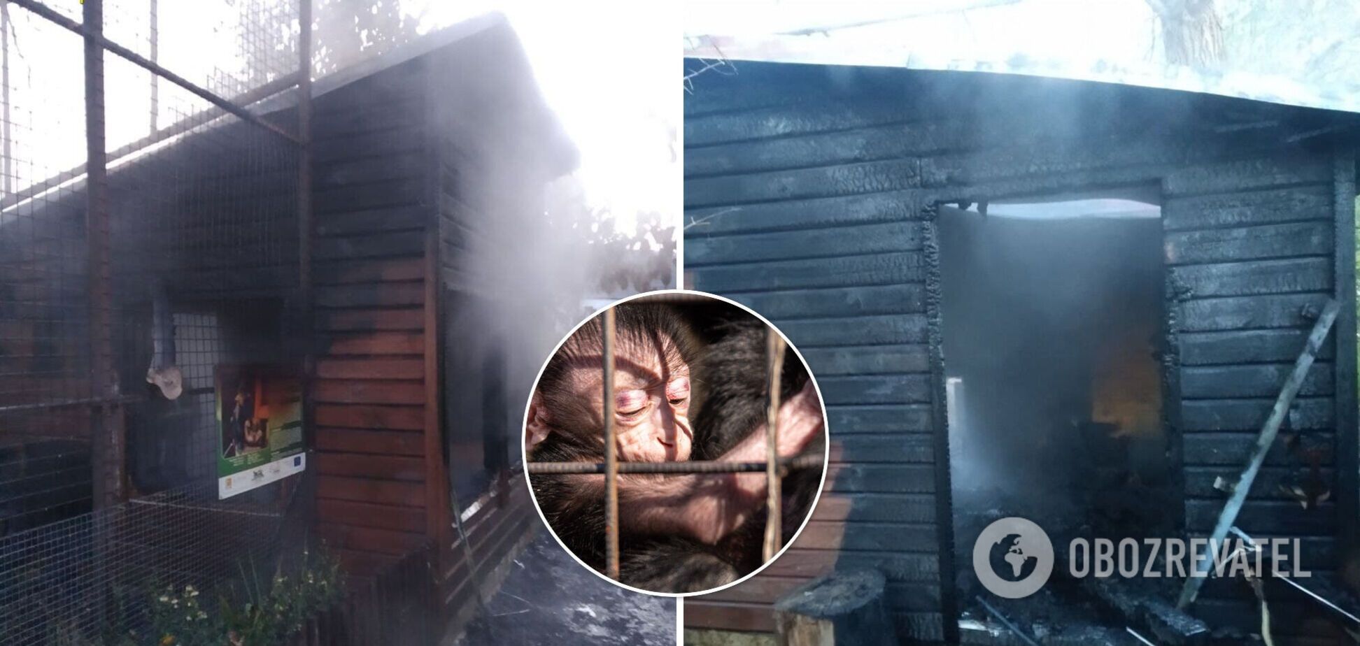 Загинула пара мавп та їхній малюк