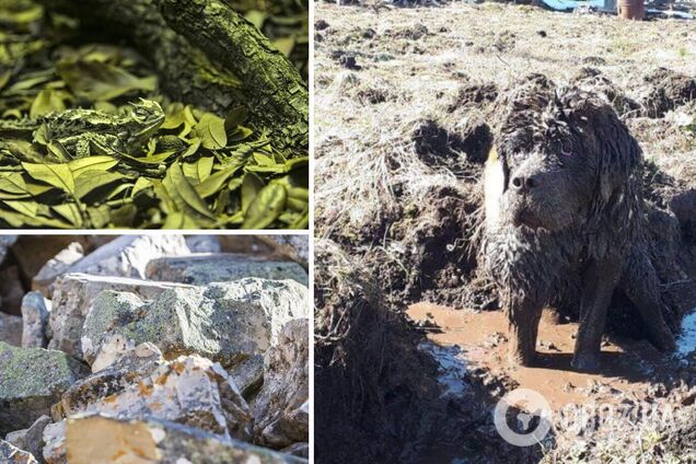 Животные мастерски замаскировались