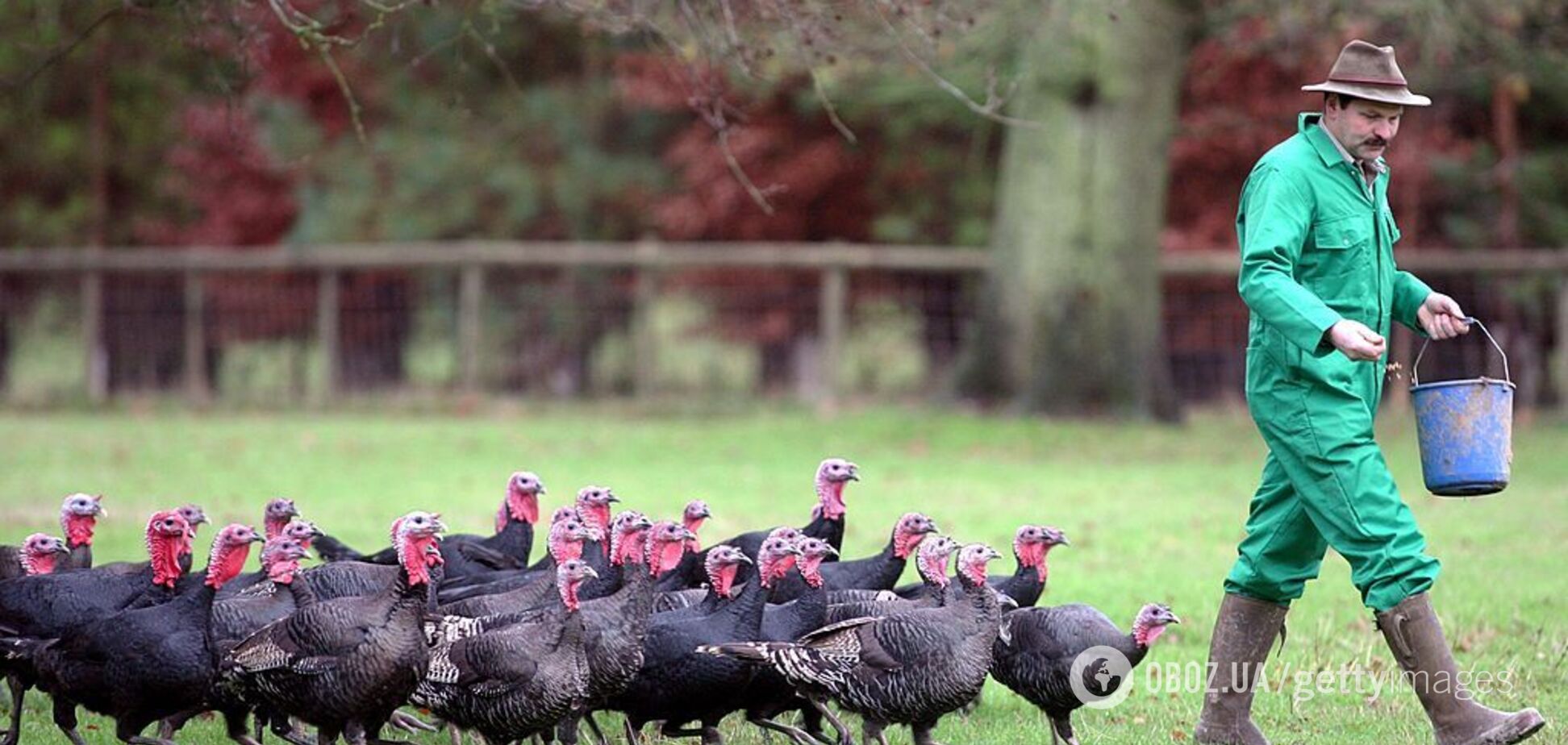 В Италии произошла вспышка высокопатогенного птичьего гриппа H5N1: чем это грозит