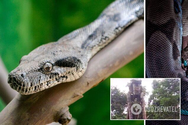 В джунглях обнаружили питона устрашающих размеров