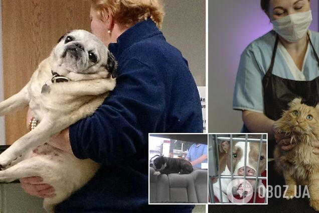 Смешные животные