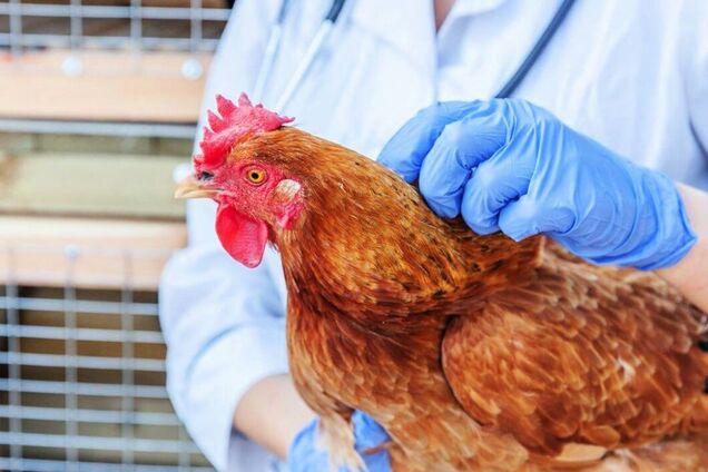 В Луганской области зафиксировали вспышку птичьего гриппа: в зоне наблюдения четыре села