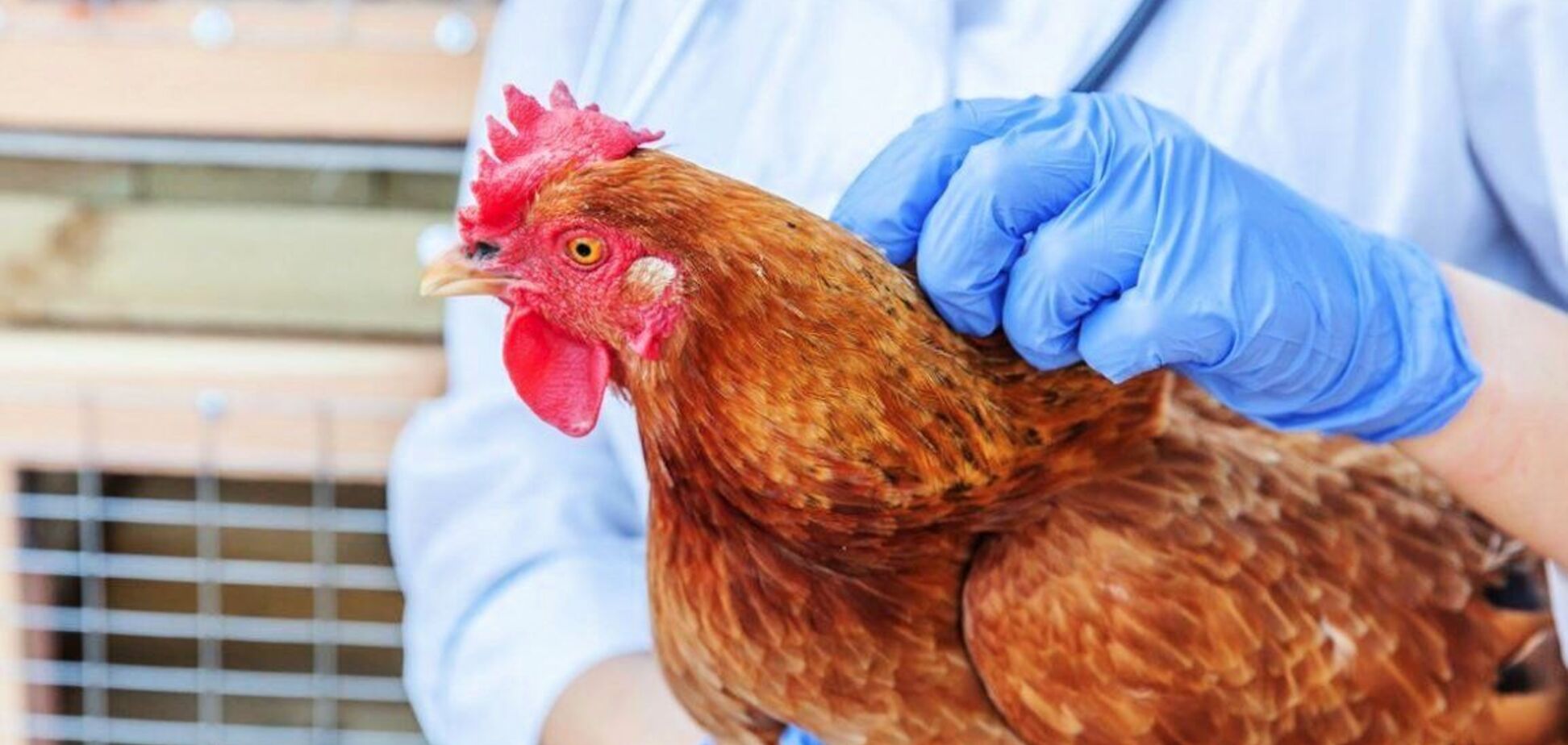 У Луганській області зафіксували спалах пташиного грипу: в зоні спостереження чотири села