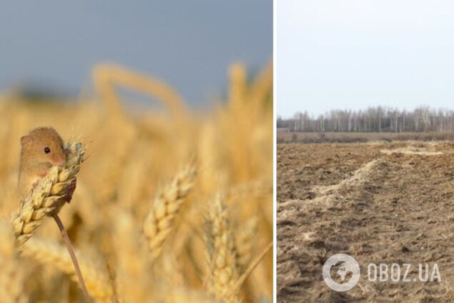 Миші активно плодяться на полях України