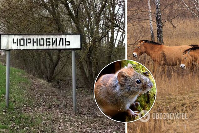 Чернобыльские животные помогают ученым понять, что произошло бы с человеком в этих условиях