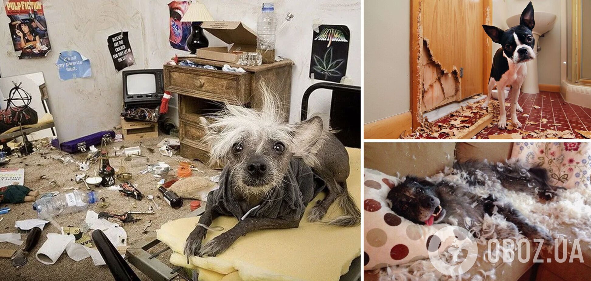 Любимцам было грустно в одиночестве