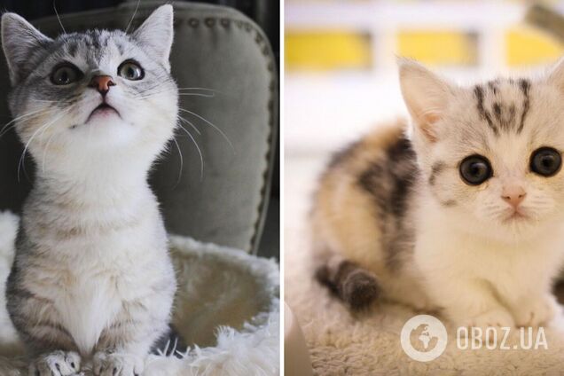 Дресоване кошеня замилувало мережу. Вірусне відео