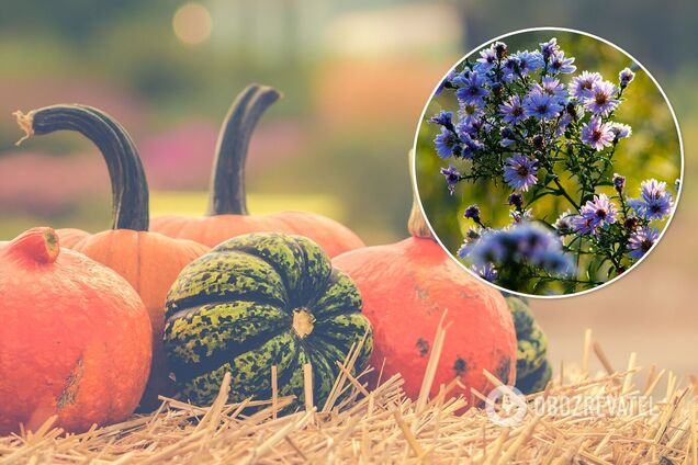 Посевной календарь садовода и огородника - ноябрь 2021 - Украина