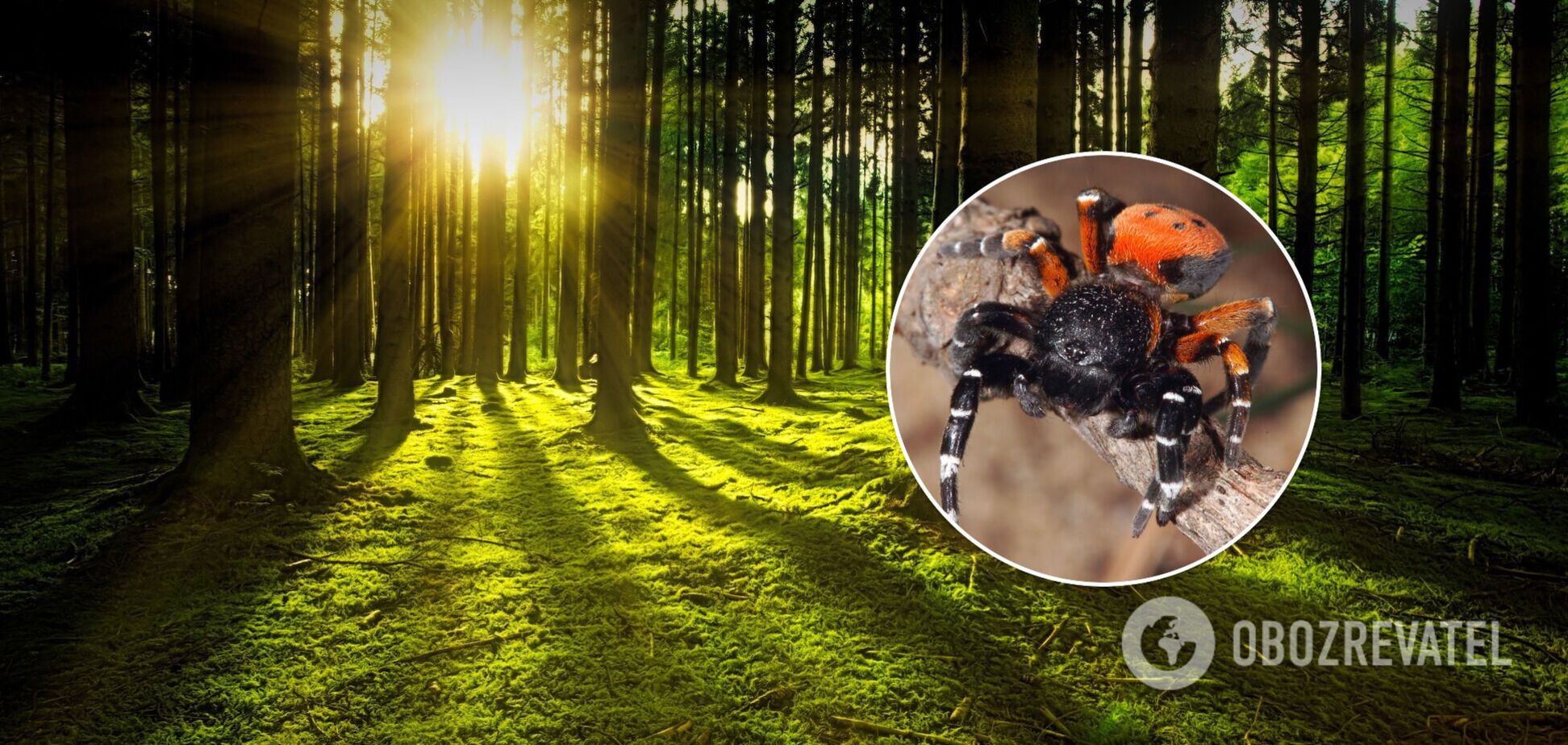 Черный эрезус