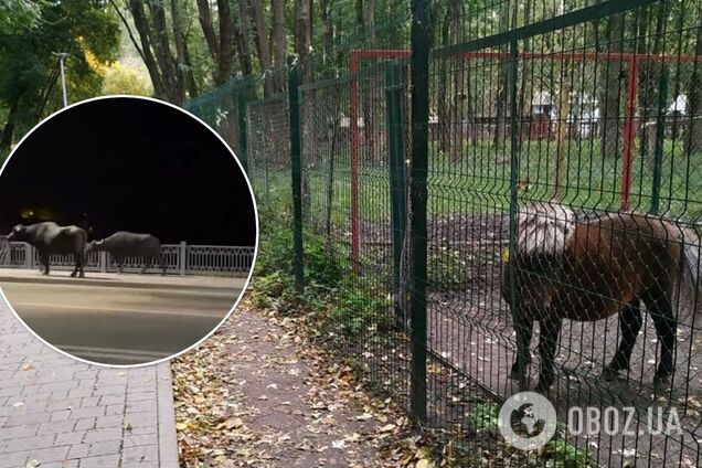В Тернопольском зоопарке, откуда сбежали буйволы, обнаружили сибирскую язву