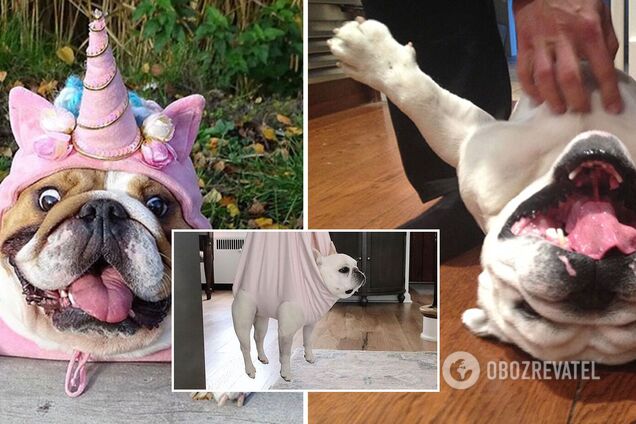 Милые бульдоги