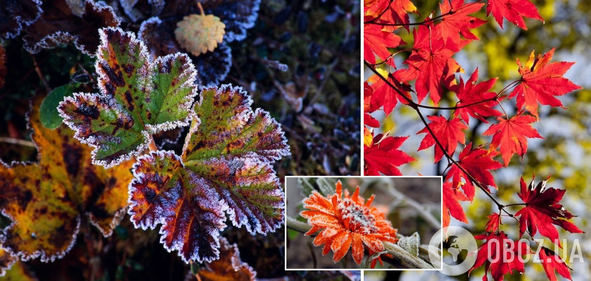 В Украине ударят заморозки: синоптики назвали области, где будет холоднее всего. Карта