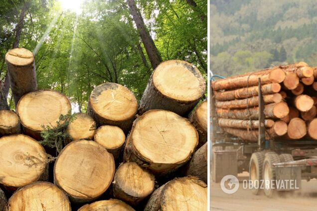 Украина – не сырьевая колония: почему мораторий на экспорт леса касается каждого гражданина