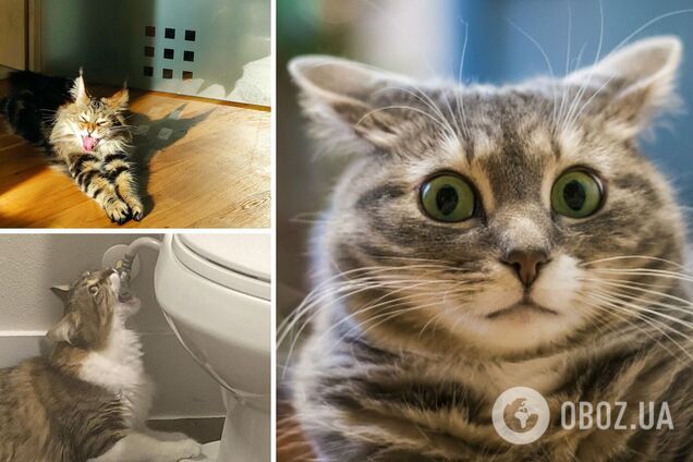 Забавные коты рассмешили сеть