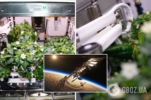 Астронавты NASA смогли вырастить на МКС болгарский перец. Фото 'космического' урожая